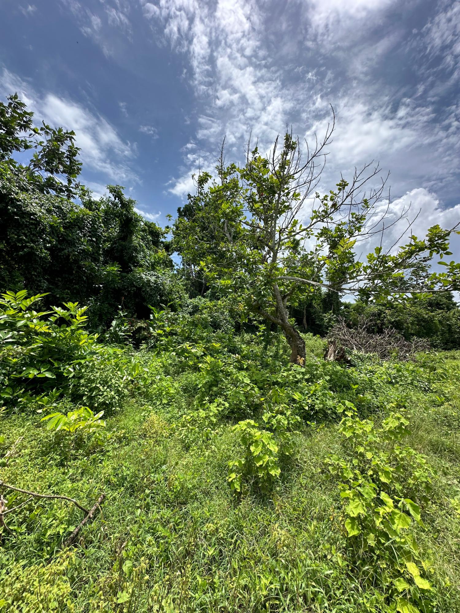 Third image of Cousin’s Cove in Cousins Cove, Hanover, Jamaica - property is For Sale