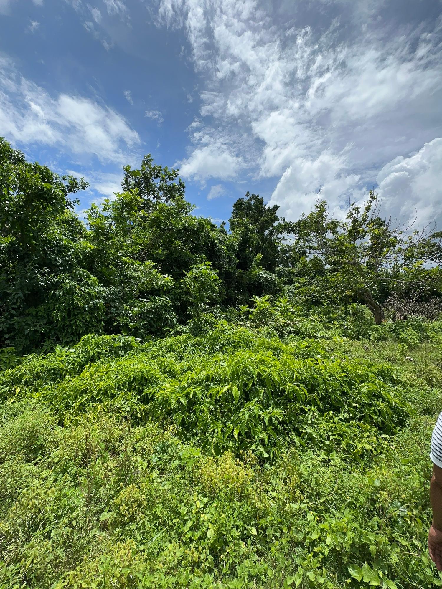 Fifth image of Cousin’s Cove in Cousins Cove, Hanover, Jamaica - property is For Sale