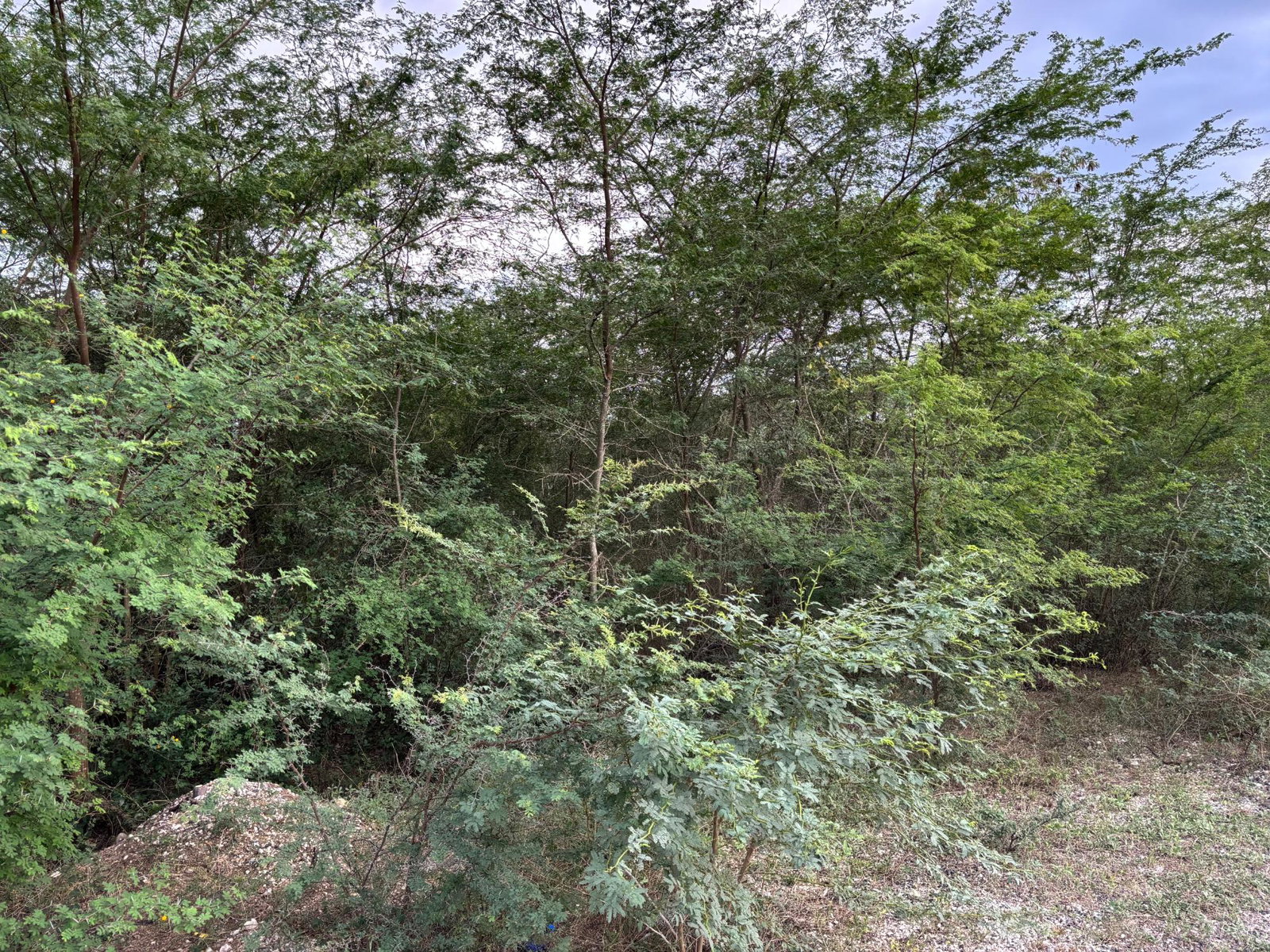 Second image of Howell's Content, Clarend in Four Paths, Clarendon, Jamaica - property is For Sale