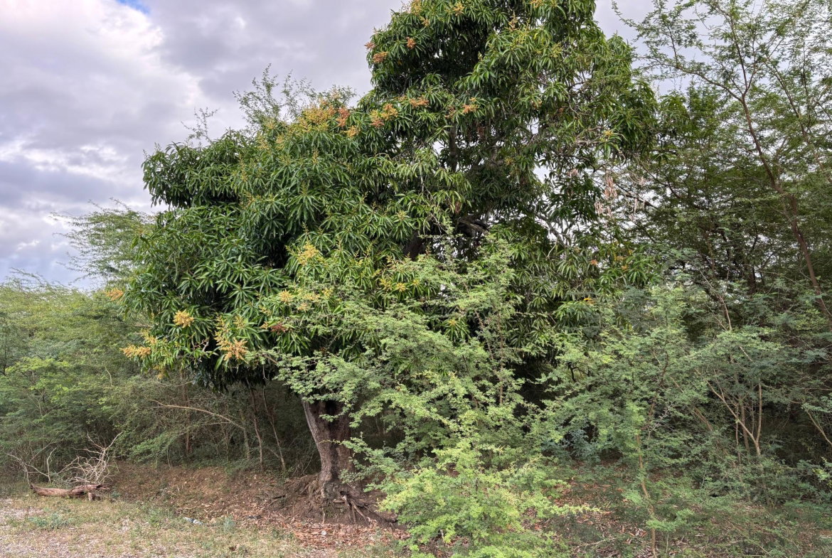 Third image of Howell's Content, Clarend in Four Paths, Clarendon, Jamaica - property is For Sale