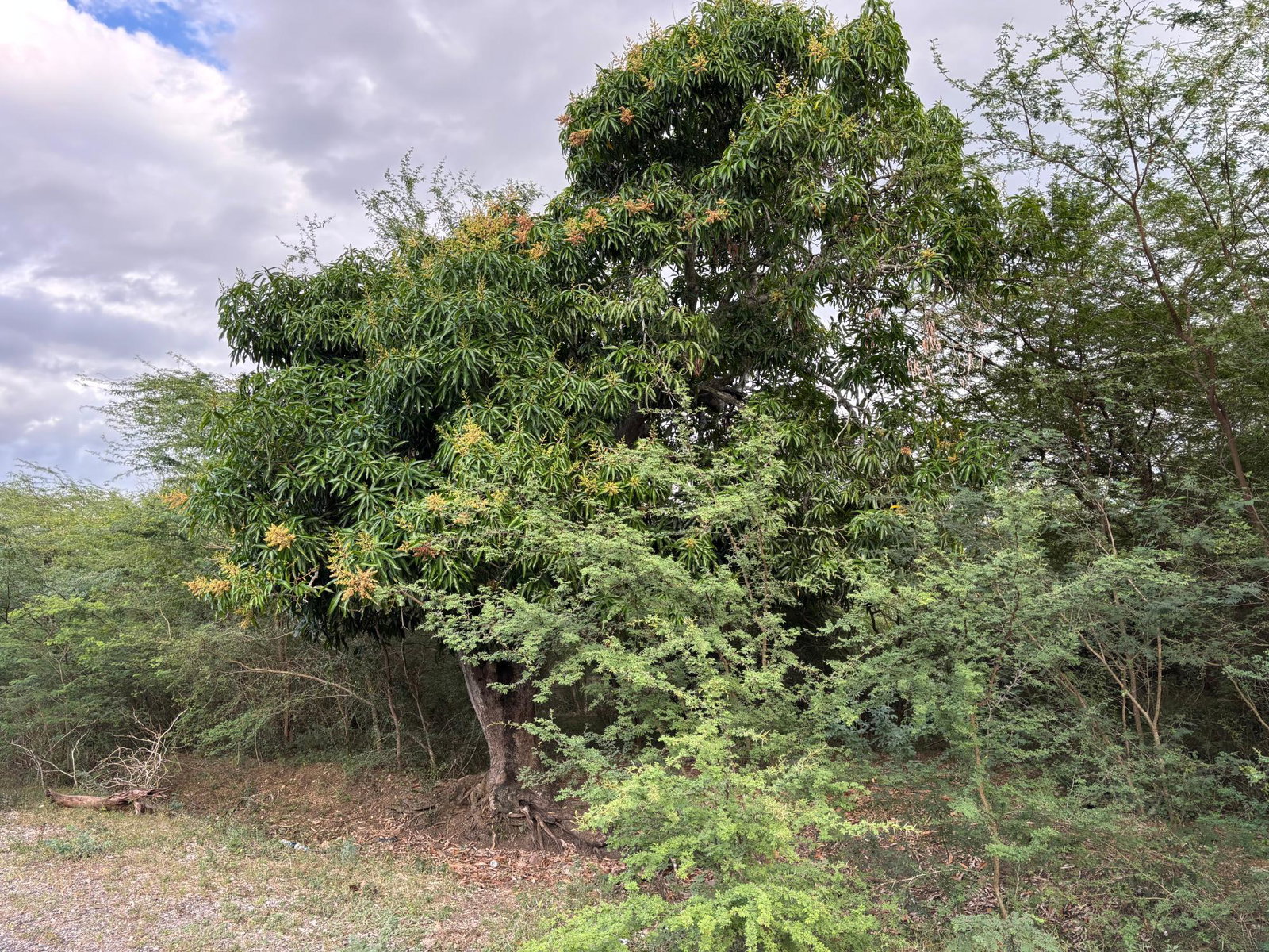Third image of Howell's Content, Clarend in Four Paths, Clarendon, Jamaica - property is For Sale