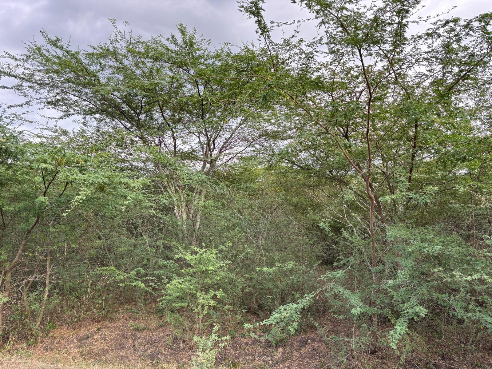 Fourth image of Howell's Content, Clarend in Four Paths, Clarendon, Jamaica - property is For Sale