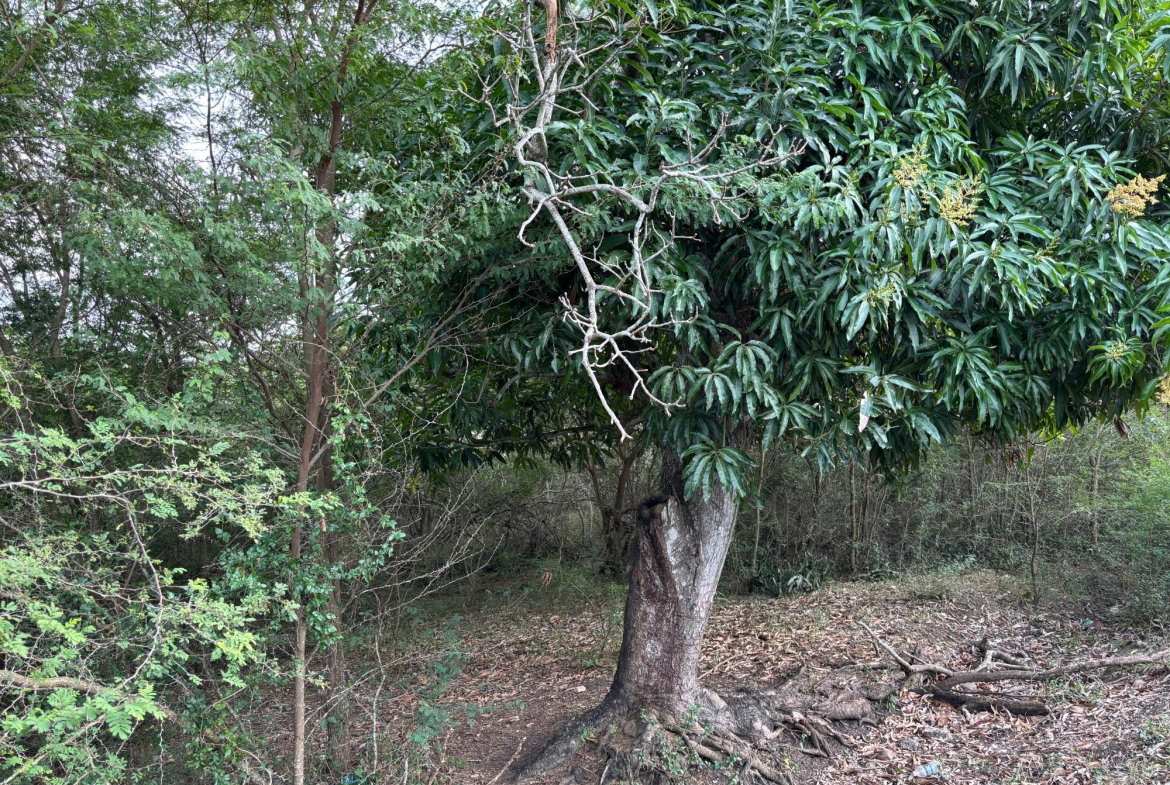 Fifth image of Howell's Content, Clarend in Four Paths, Clarendon, Jamaica - property is For Sale