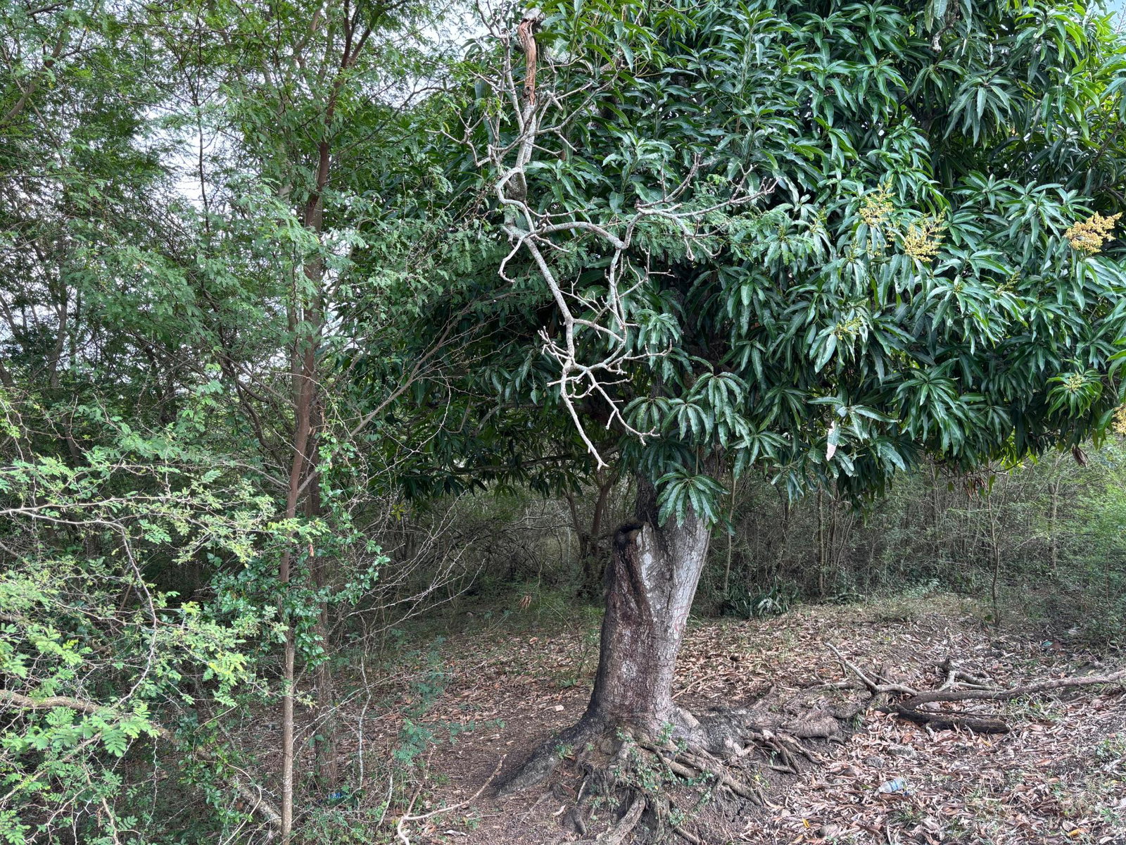 Fifth image of Howell's Content, Clarend in Four Paths, Clarendon, Jamaica - property is For Sale