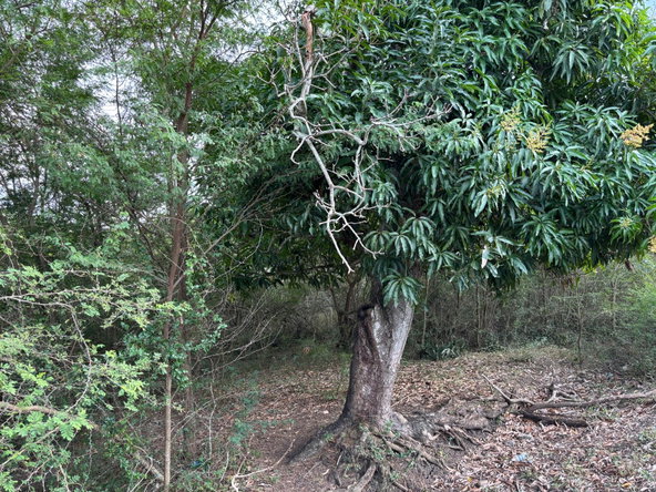 Fifth image of Howell's Content, Clarend in Four Paths, Clarendon, Jamaica - property is For Sale