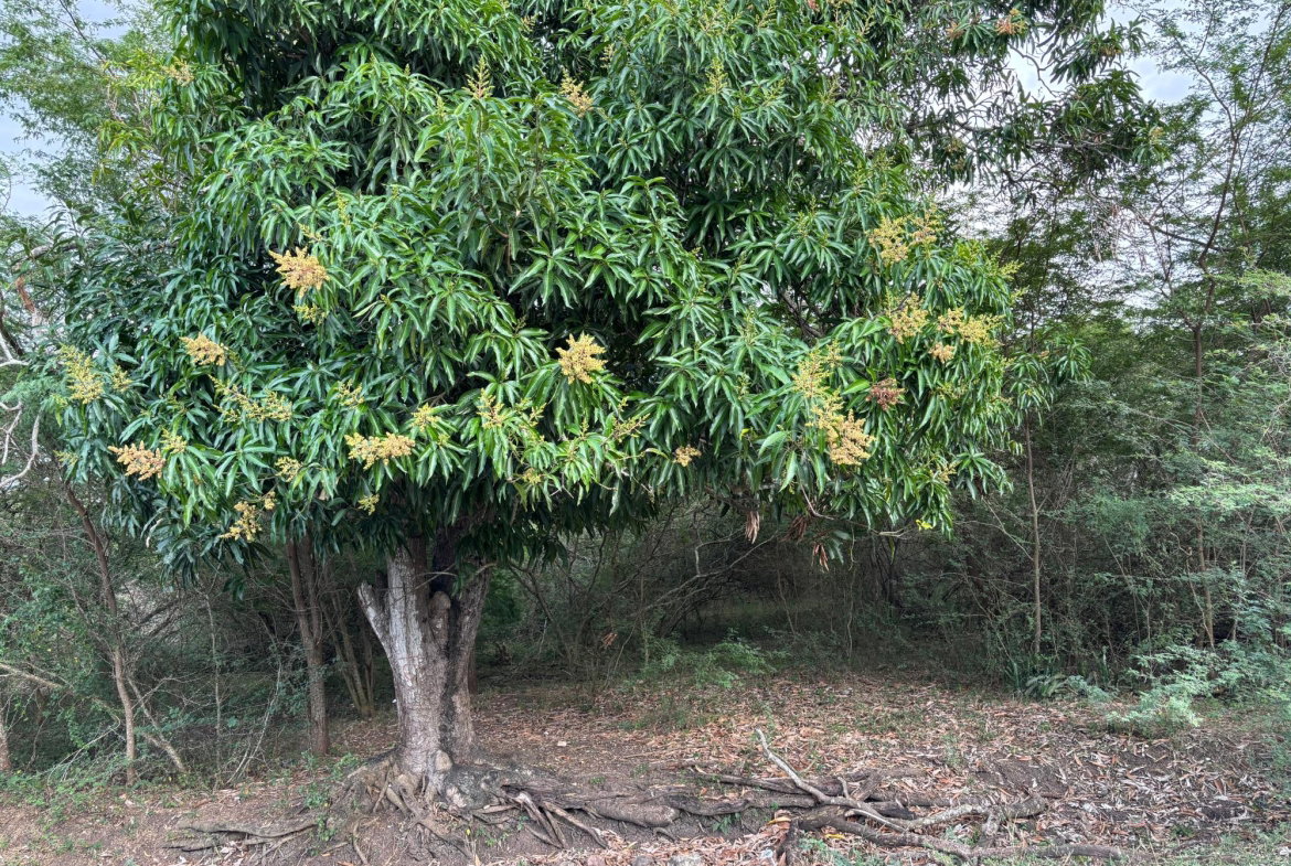 Sixth image of Howell's Content, Clarend in Four Paths, Clarendon, Jamaica - property is For Sale