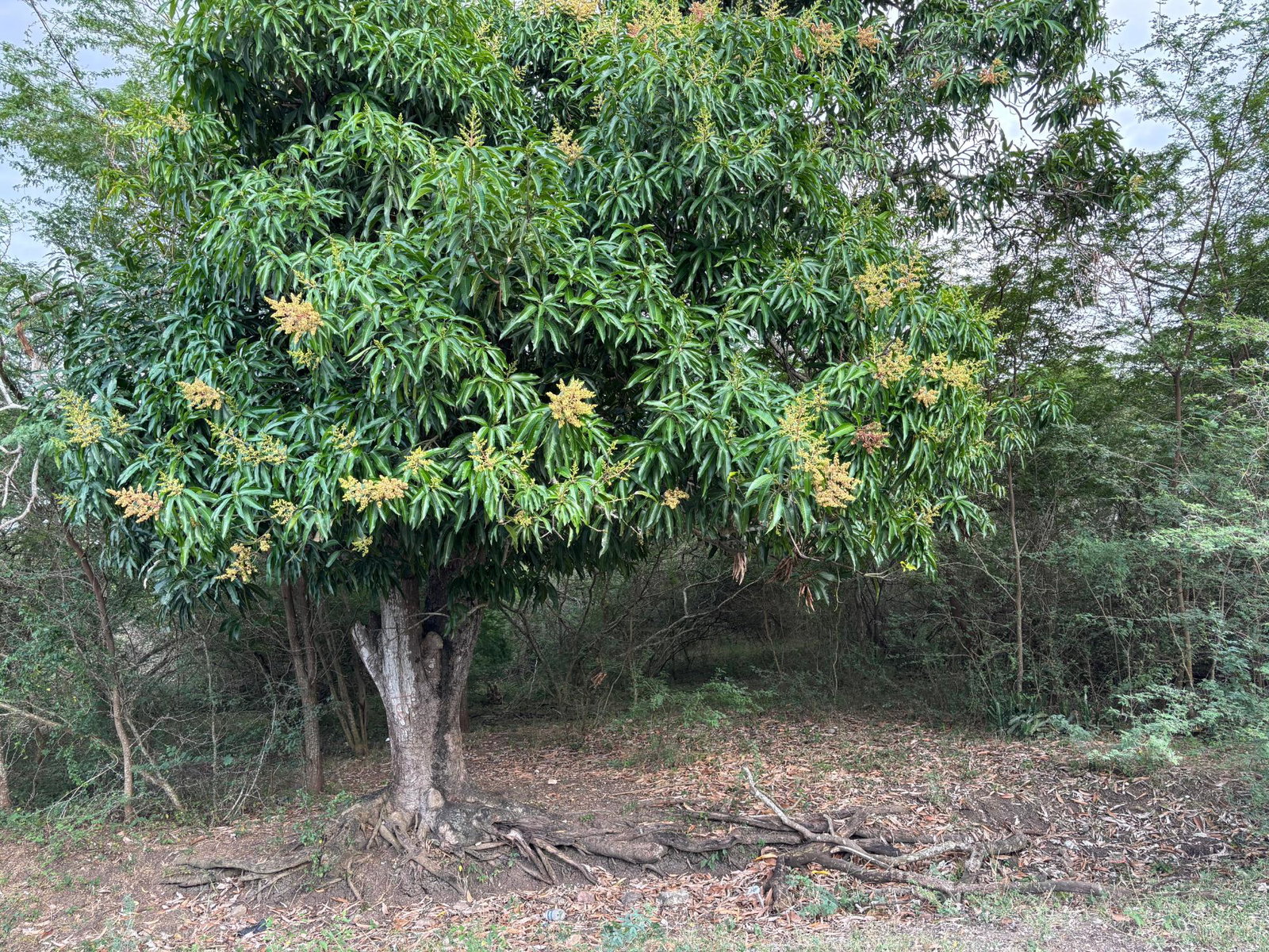 Sixth image of Howell's Content, Clarend in Four Paths, Clarendon, Jamaica - property is For Sale