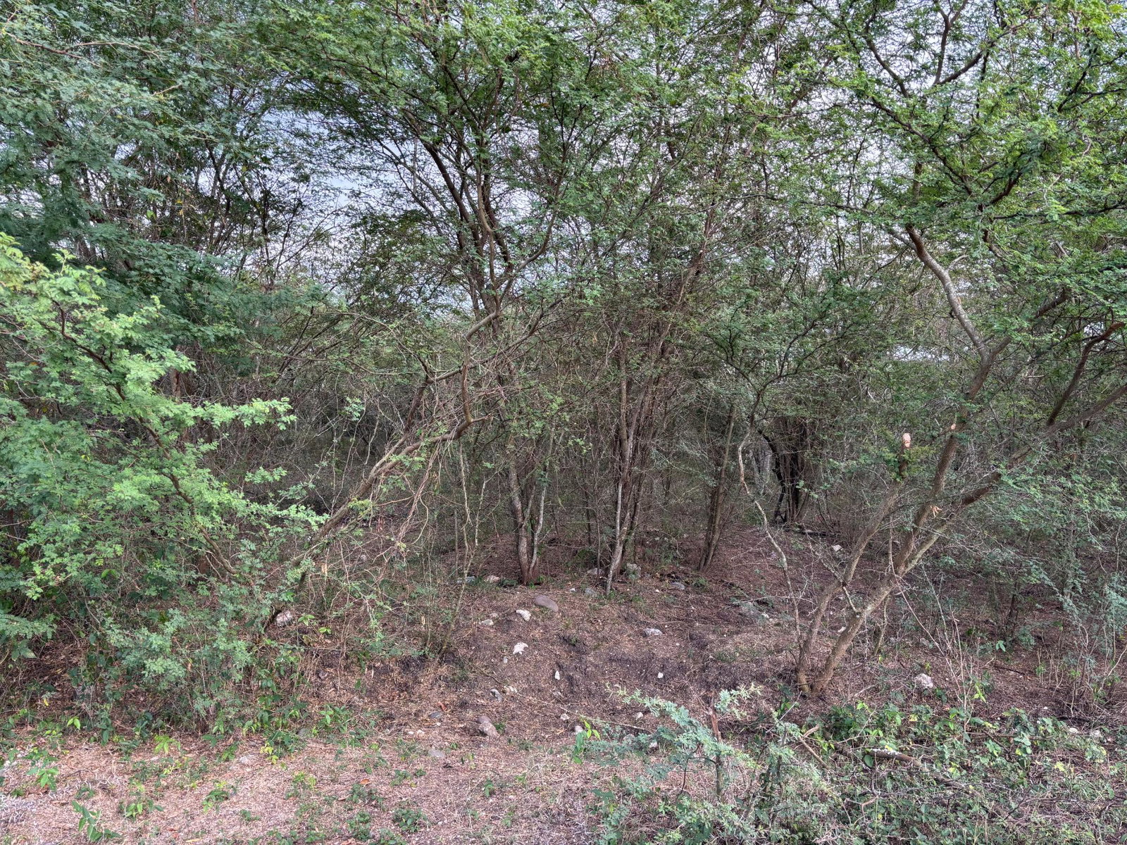 Seventh image of Howell's Content, Clarend in Four Paths, Clarendon, Jamaica - property is For Sale