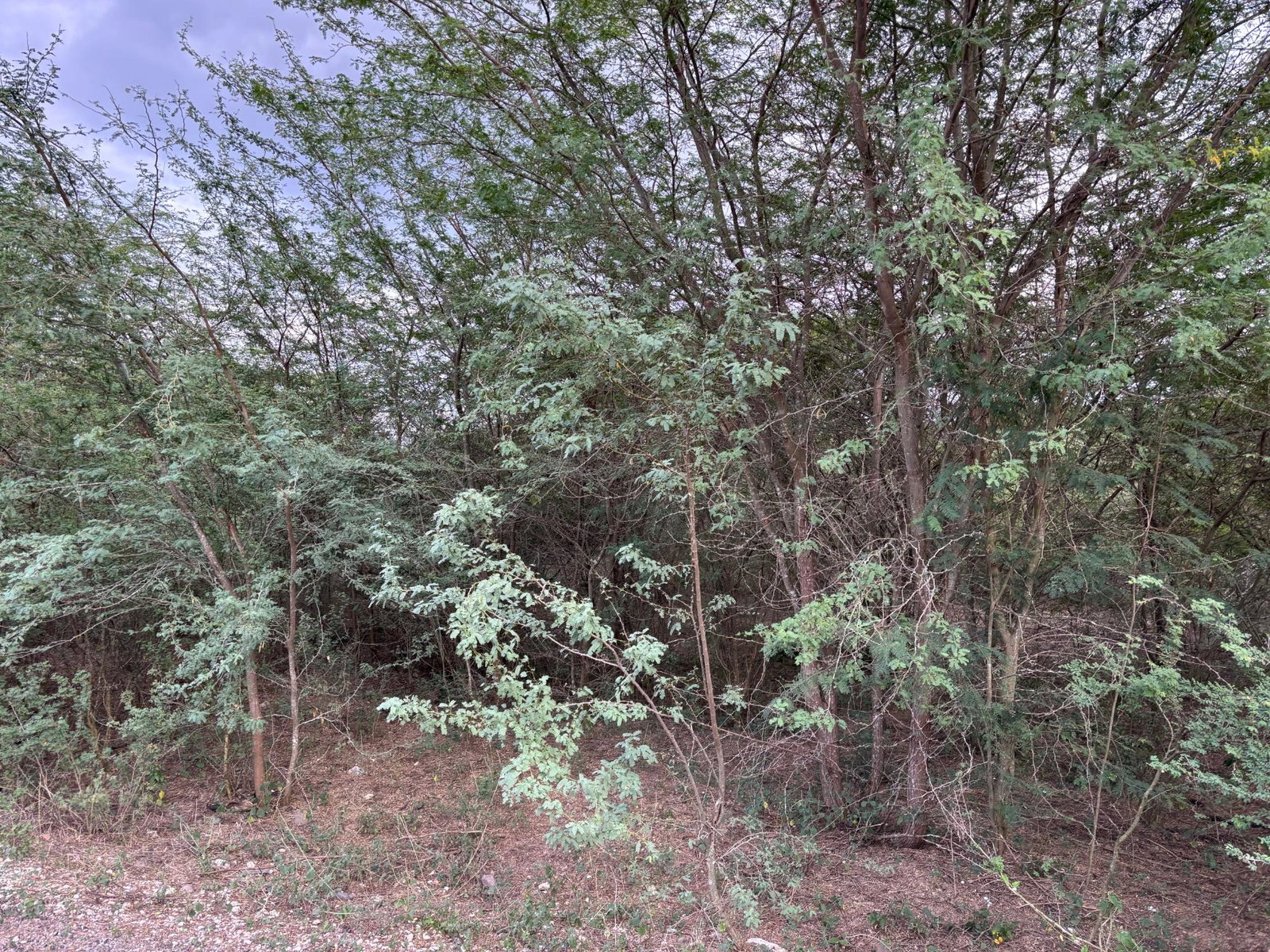 Eighth image of Howell's Content, Clarend in Four Paths, Clarendon, Jamaica - property is For Sale