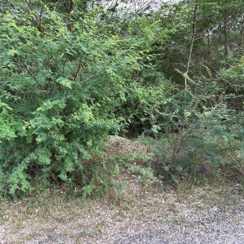 First image of Howell's Content, Clarend in Four Paths, Clarendon, Jamaica - property is For Sale