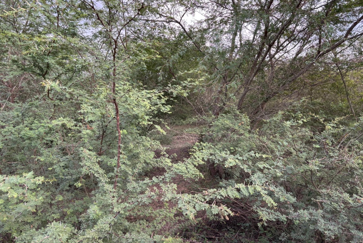 Ninth image of Howell's Content, Clarend in Four Paths, Clarendon, Jamaica - property is For Sale