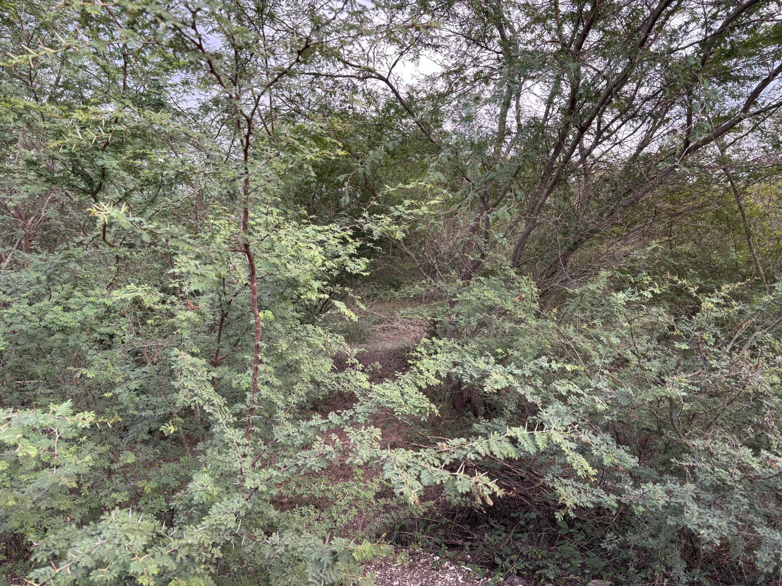 Ninth image of Howell's Content, Clarend in Four Paths, Clarendon, Jamaica - property is For Sale