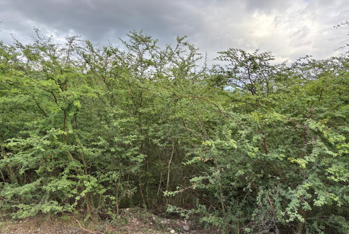 Tenth image of Howell's Content, Clarend in Four Paths, Clarendon, Jamaica - property is For Sale