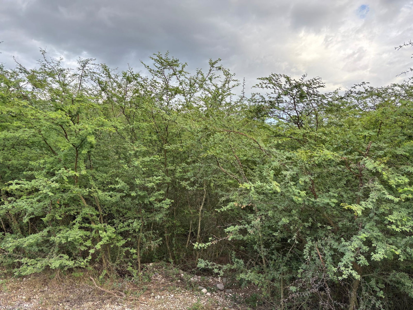 Tenth image of Howell's Content, Clarend in Four Paths, Clarendon, Jamaica - property is For Sale