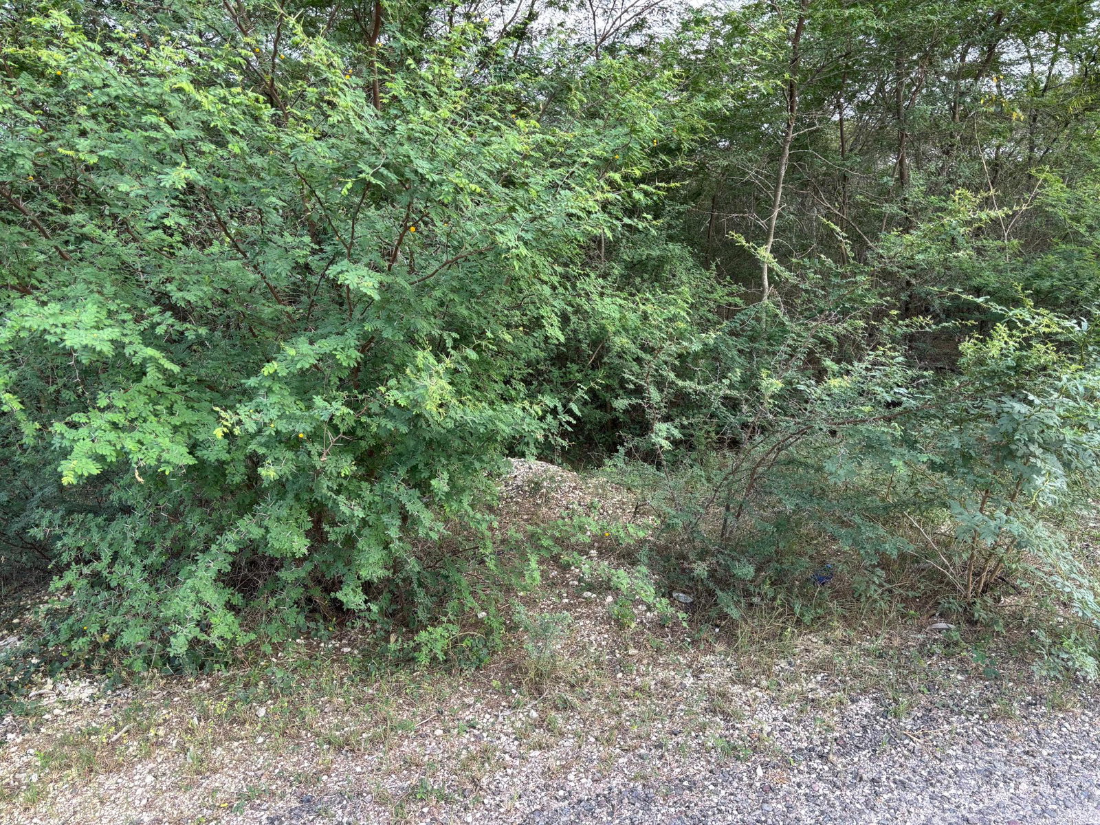 First image of Howell's Content, Clarend in Four Paths, Clarendon, Jamaica - property is For Sale