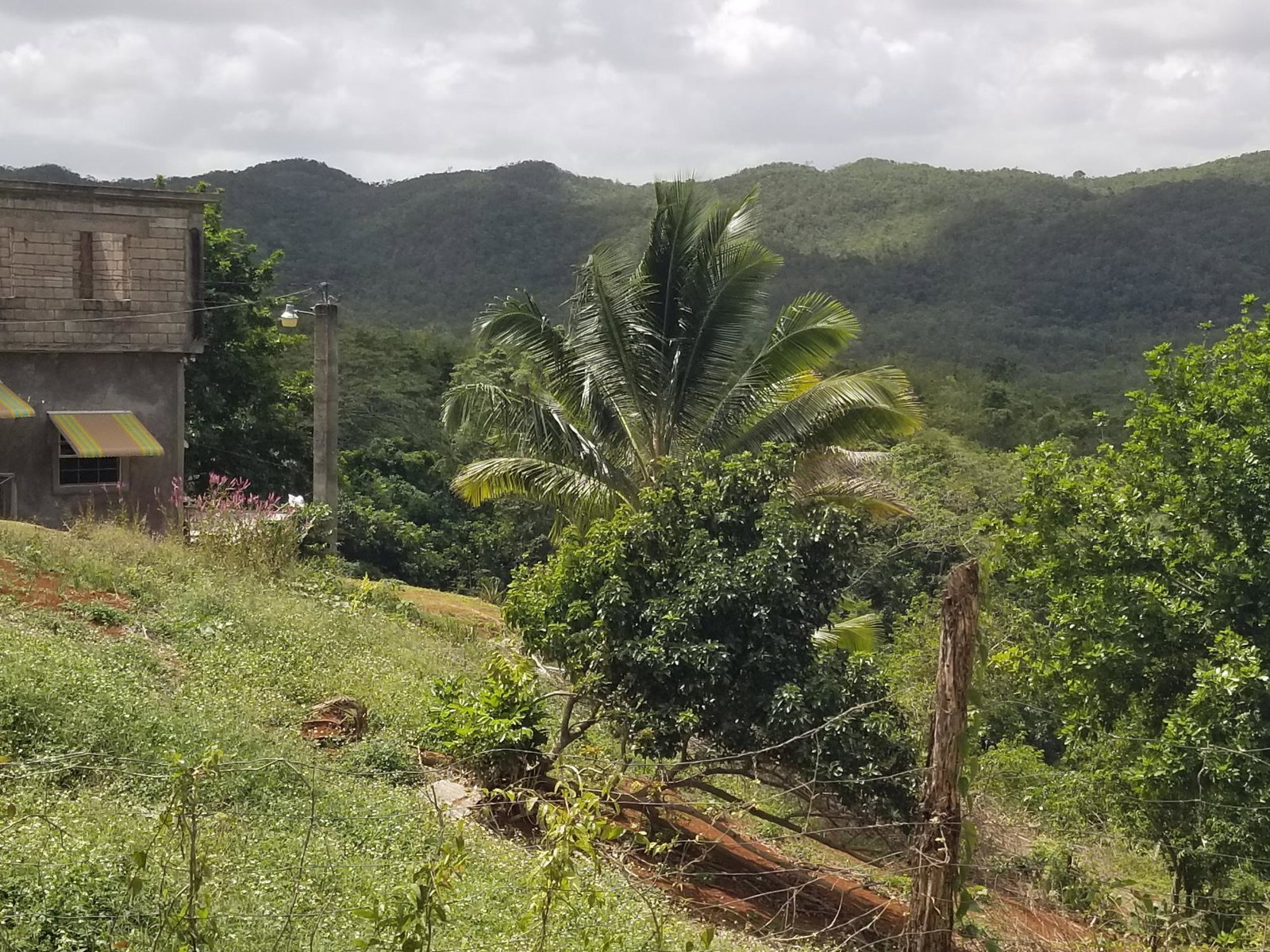 Fourth image of Berrydale , Scotts Pass, in Scotts Pass, Clarendon, Jamaica - property is For Sale