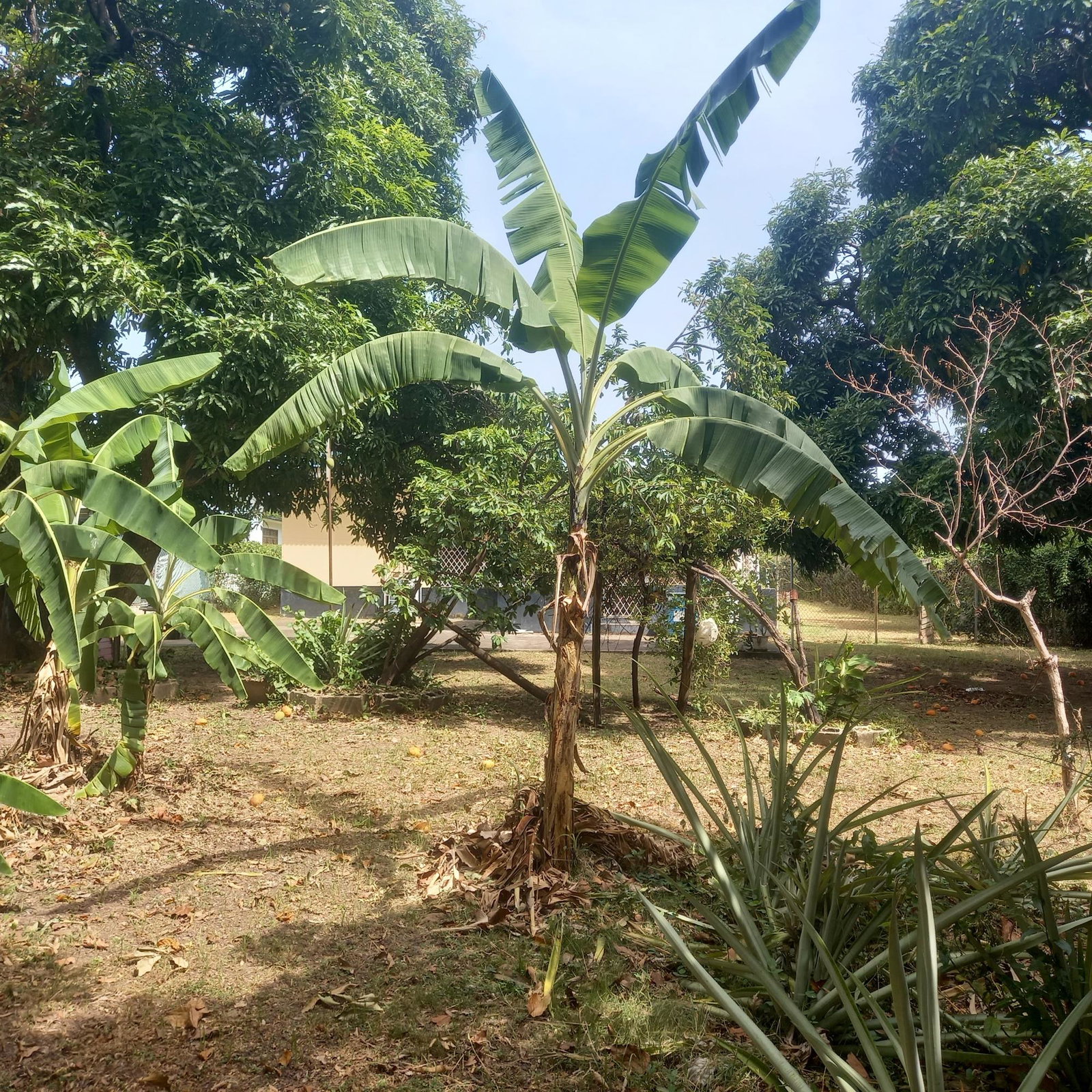 Fifteenth image of 102 Havendale Drive in Kingston 19, St. Andrew, Jamaica - property is For Sale