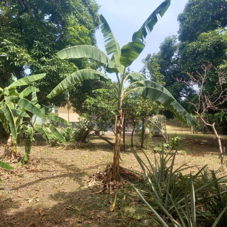 Fifteenth image of 102 Havendale Drive in Kingston 19, St. Andrew, Jamaica - property is For Sale