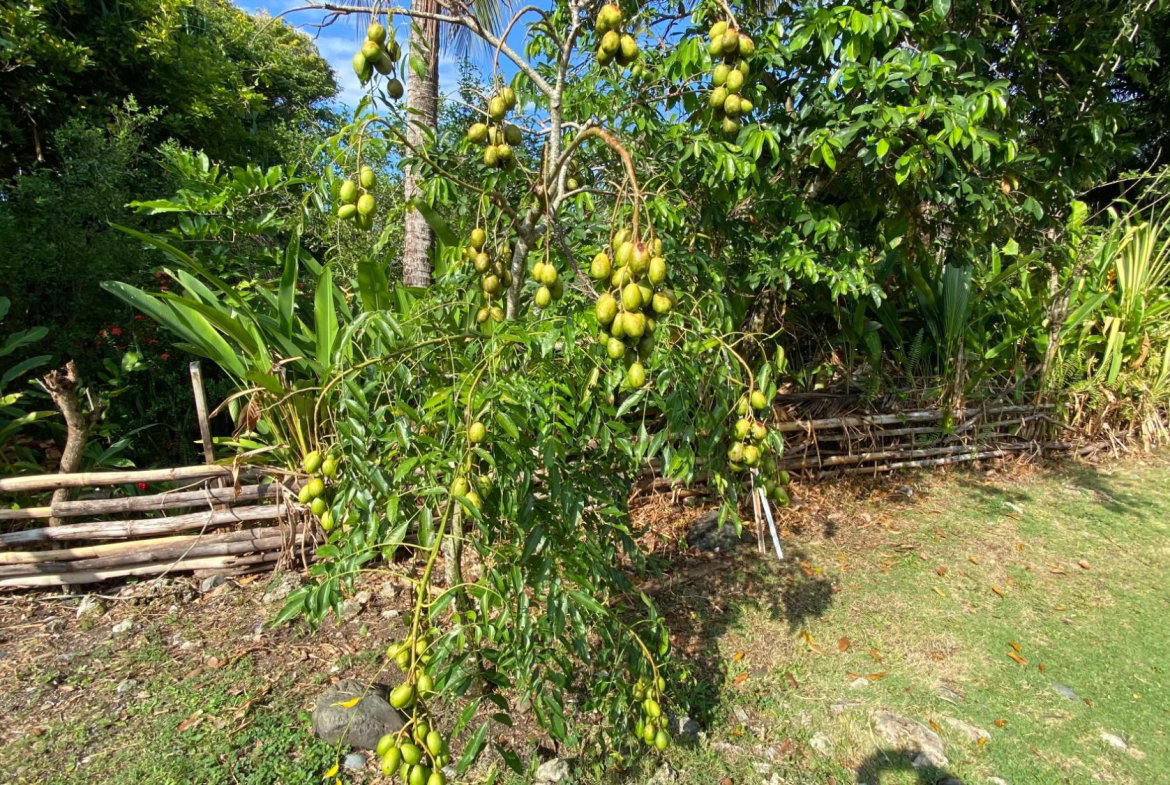 Twenty-Second image of 166 Hermitage Farm, Hope Bay in Hope Bay, Portland, Jamaica - property is For Rent