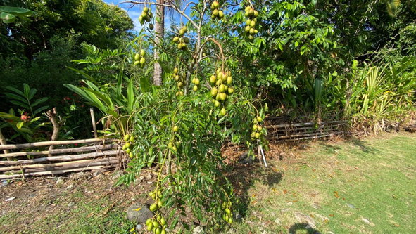 Twenty-Second image of 166 Hermitage Farm, Hope Bay in Hope Bay, Portland, Jamaica - property is For Rent