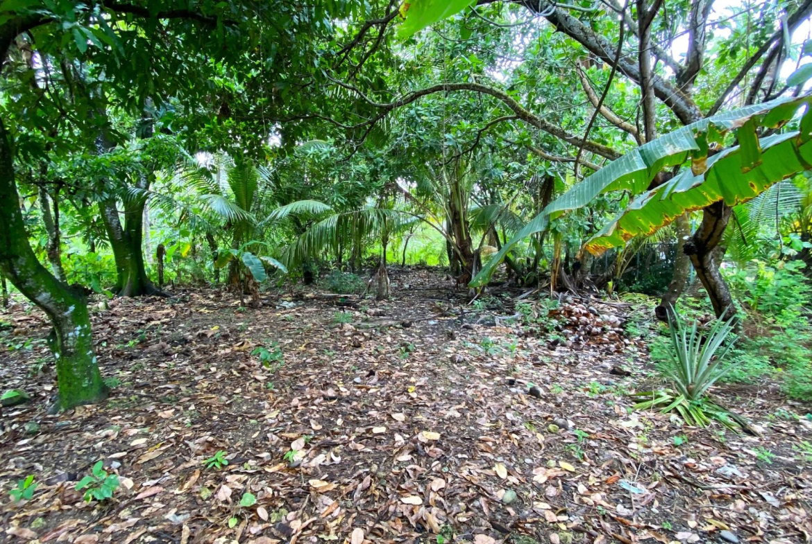 Twenty-Third image of 166 Hermitage Farm, Hope Bay in Hope Bay, Portland, Jamaica - property is For Rent