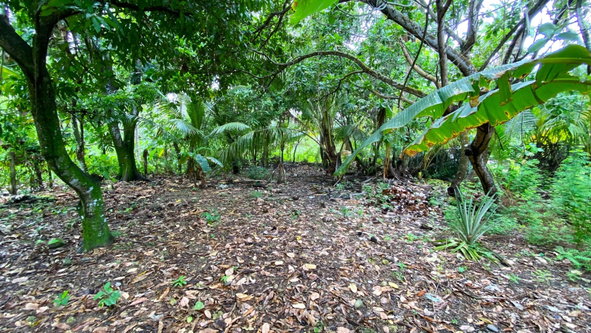 Twenty-Third image of 166 Hermitage Farm, Hope Bay in Hope Bay, Portland, Jamaica - property is For Rent