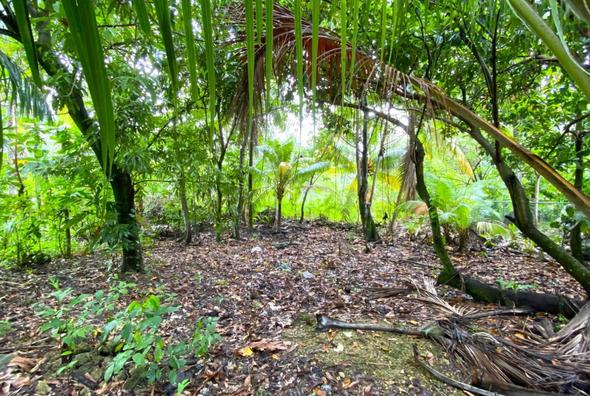 Twenty-Fourth image of 166 Hermitage Farm, Hope Bay in Hope Bay, Portland, Jamaica - property is For Rent