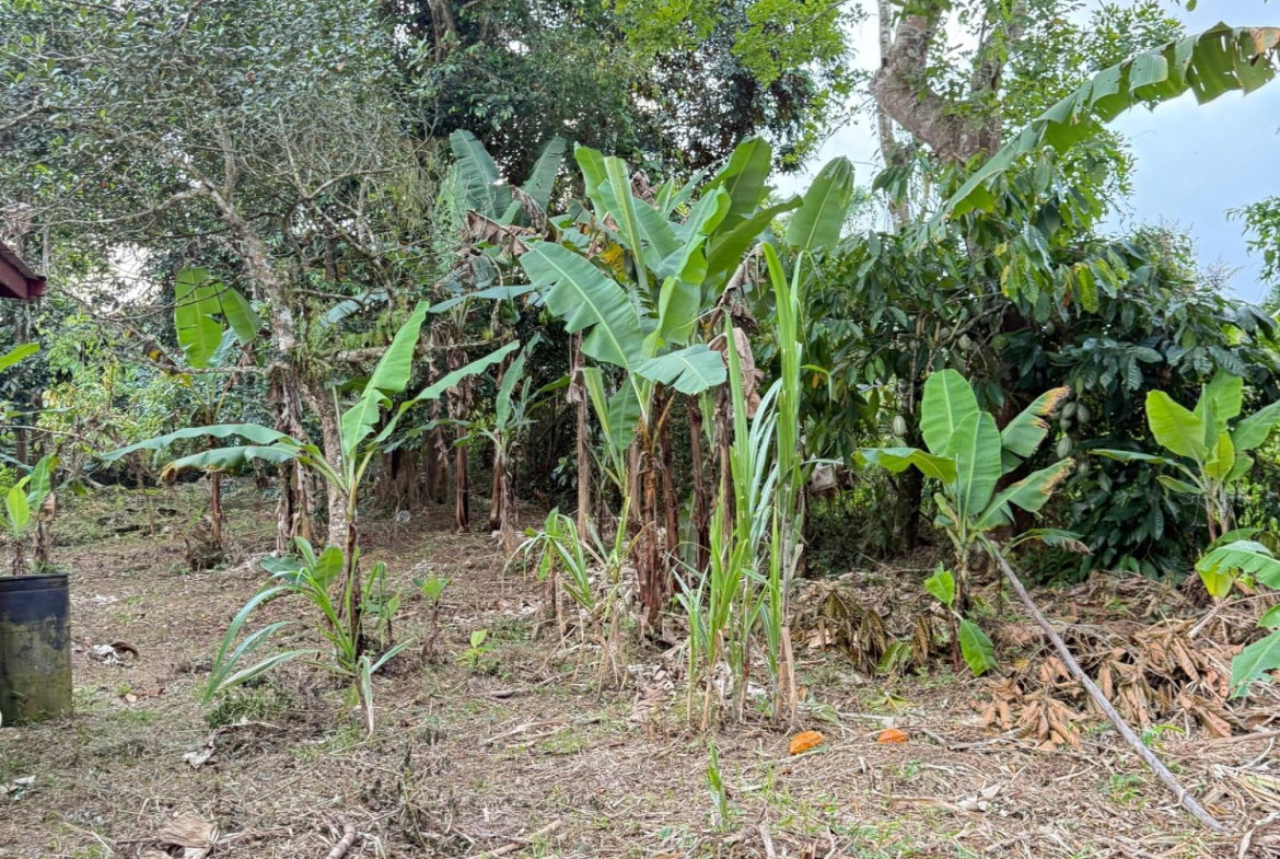 Ninth image of James Hill in James Hill, Clarendon, Jamaica - property is For Sale