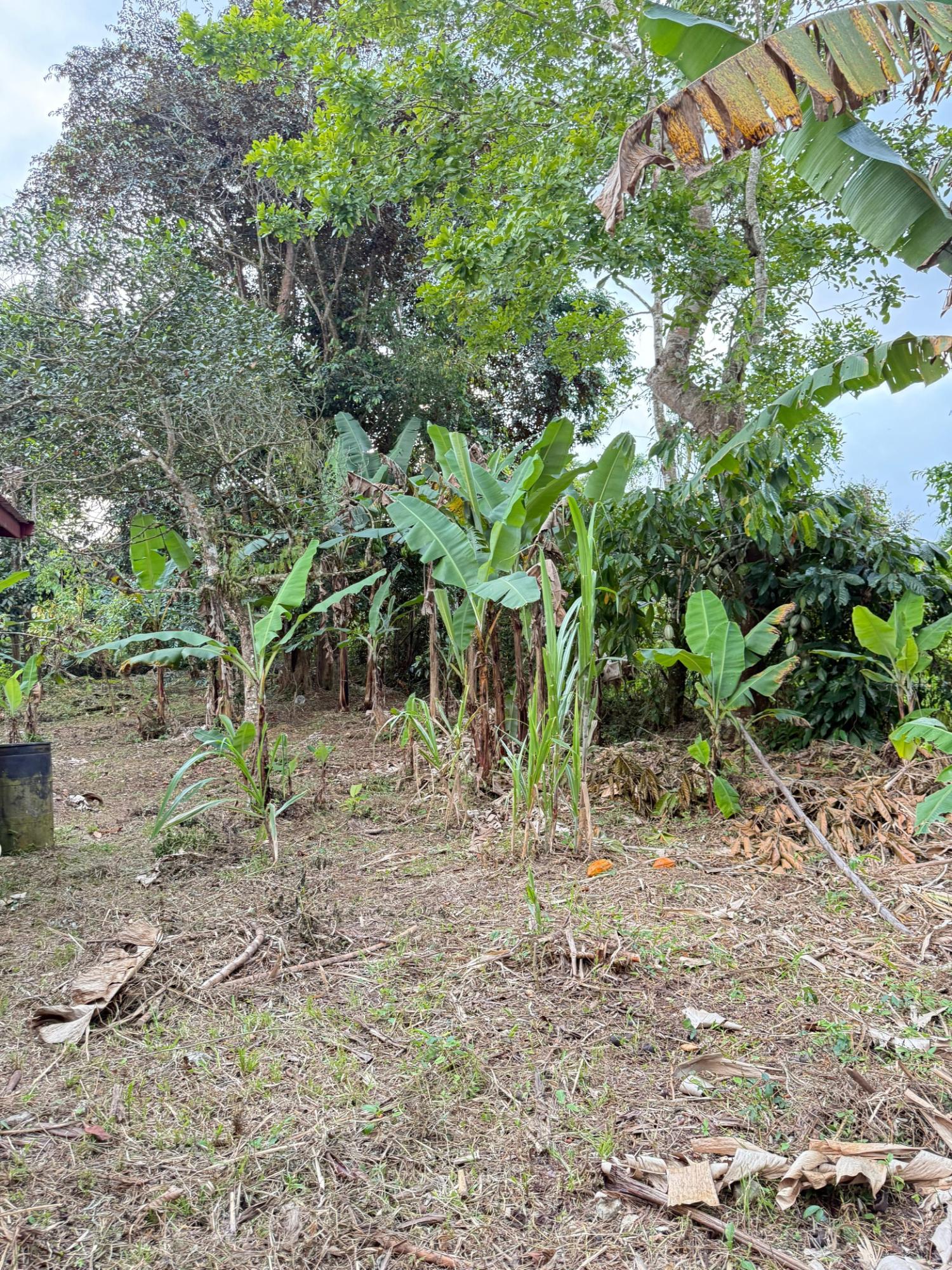 Ninth image of James Hill in James Hill, Clarendon, Jamaica - property is For Sale