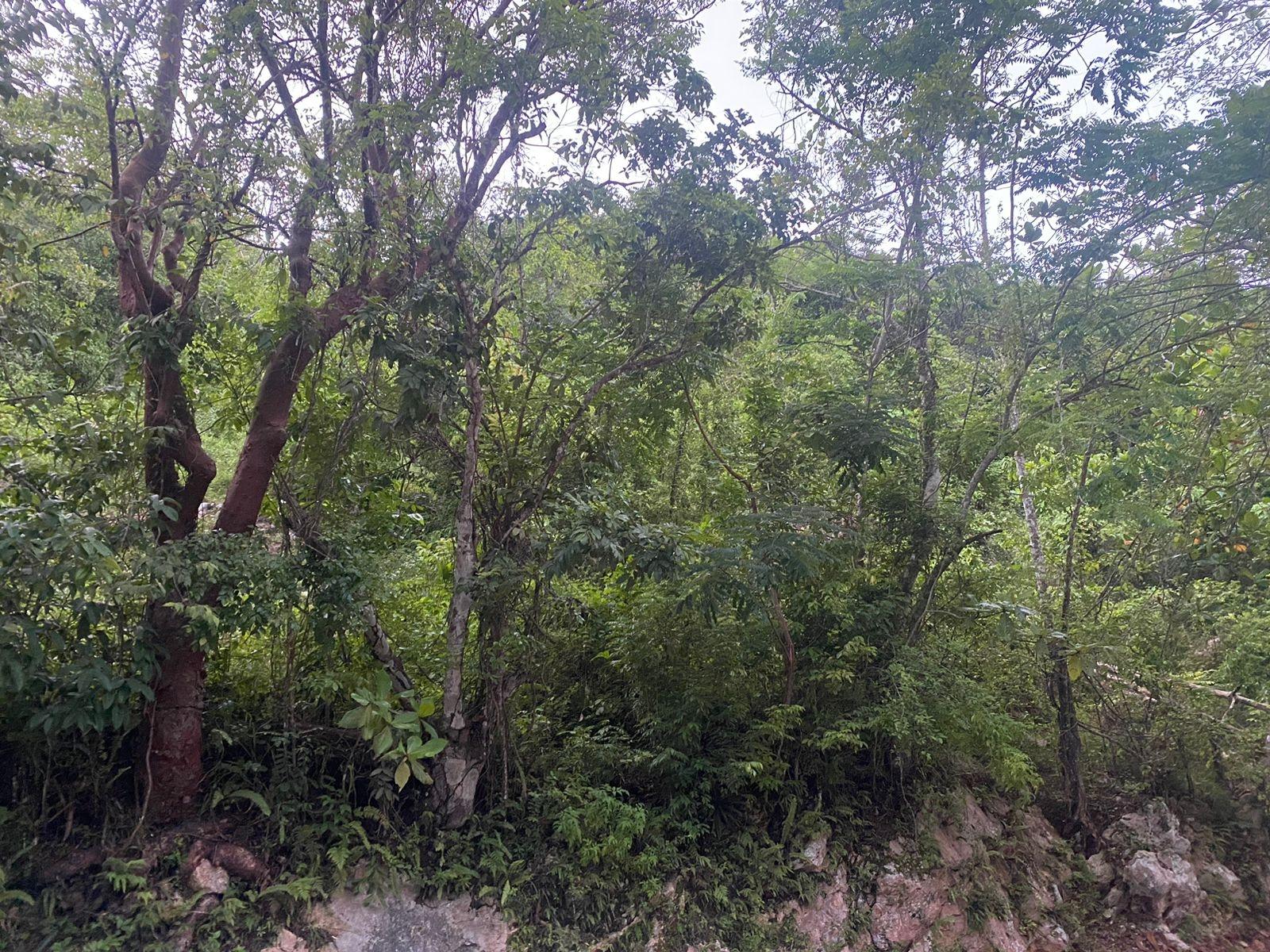 Fifth image of Round Hill Hopewell in Hopewell, Hanover, Jamaica - property is For Sale