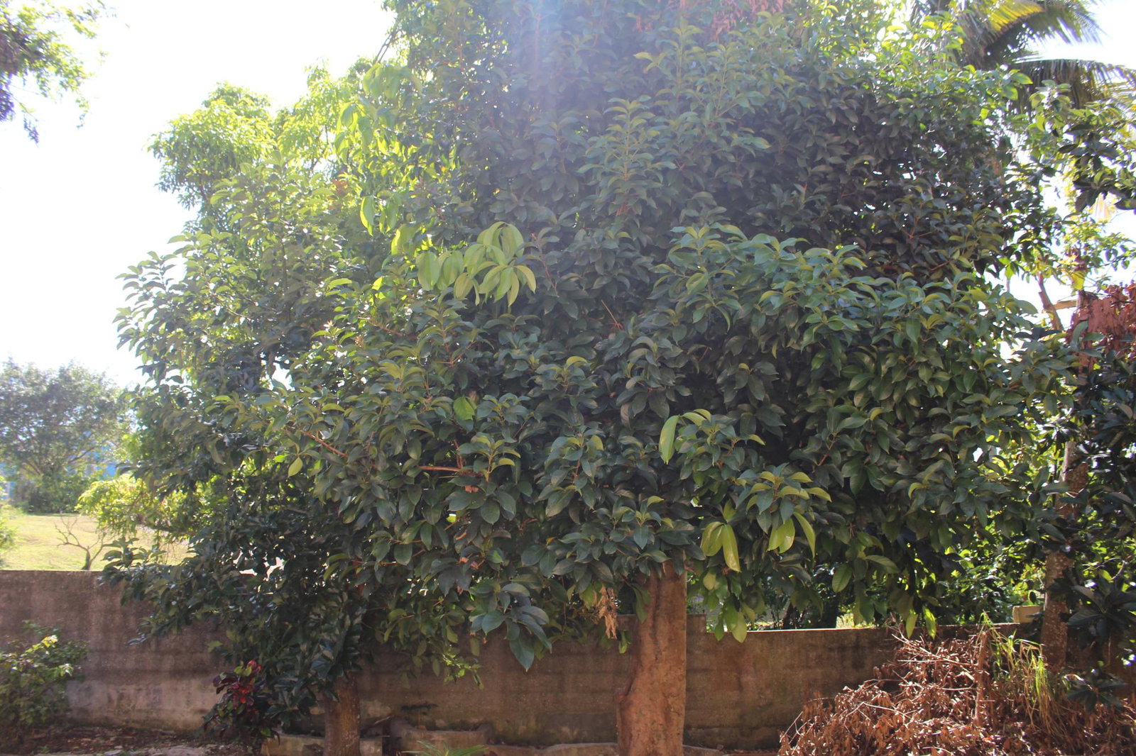 Twenty-Fifth image of 9 Clifton Heights in Mandeville, Manchester, Jamaica - property is For Sale