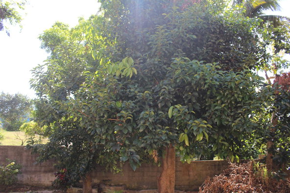 Twenty-Fifth image of 9 Clifton Heights in Mandeville, Manchester, Jamaica - property is For Sale