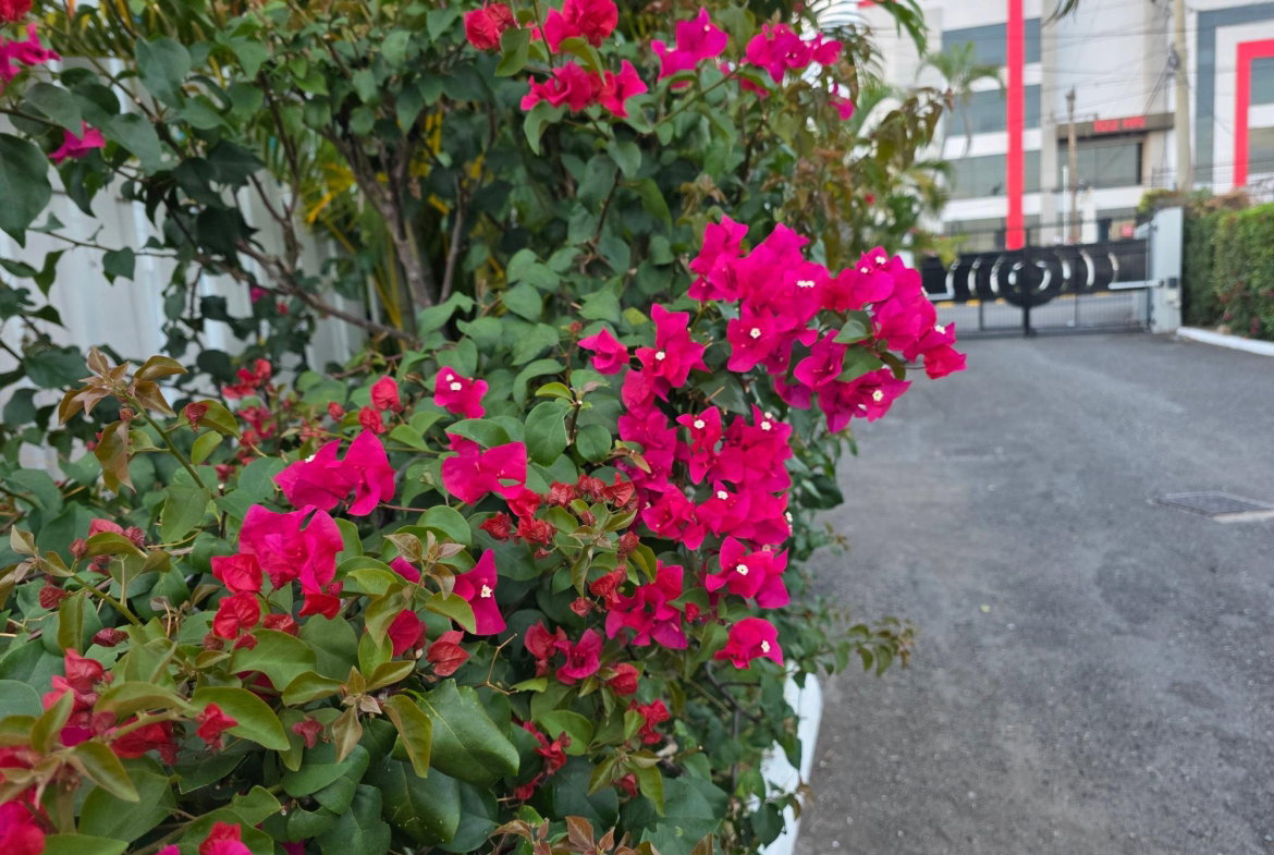 Third image of 2-107 Hope Road, Kingston 6 in Kingston 6, St. Andrew, Jamaica - property is For Rent