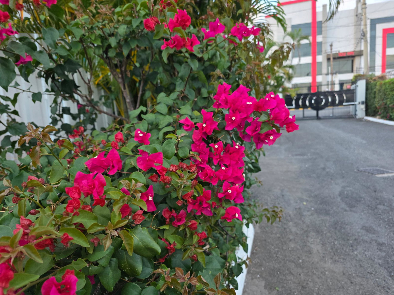 Third image of 2-107 Hope Road, Kingston 6 in Kingston 6, St. Andrew, Jamaica - property is For Rent