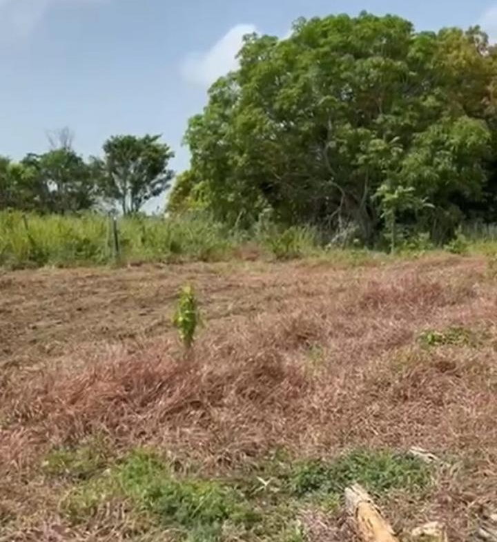 Fourth image of Lot 12- Green Island, Hanover in Green Island, Hanover, Jamaica - property is For Sale
