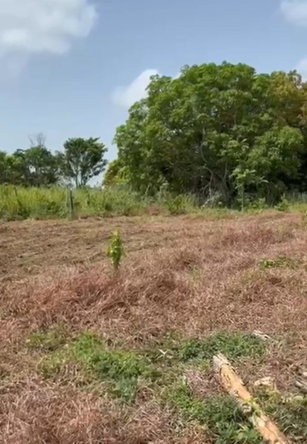 Fourth image of Lot 12- Green Island, Hanover in Green Island, Hanover, Jamaica - property is For Sale