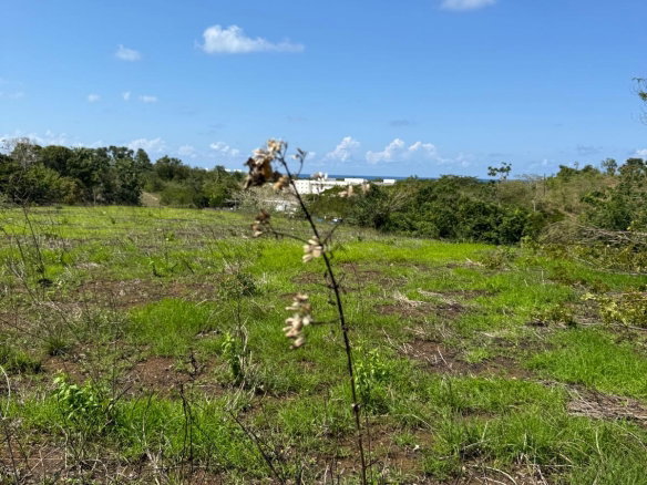 First image of Lot 12- Green Island, Hanover in Green Island, Hanover, Jamaica - property is For Sale