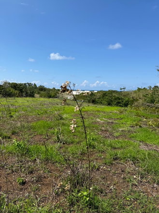 First image of Lot 12- Green Island, Hanover in Green Island, Hanover, Jamaica - property is For Sale