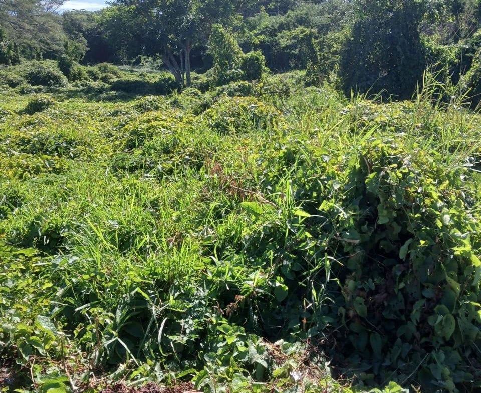 Third image of Hayes Savannah, Clarendon in Hayes Savanna, Clarendon, Jamaica - property is For Sale