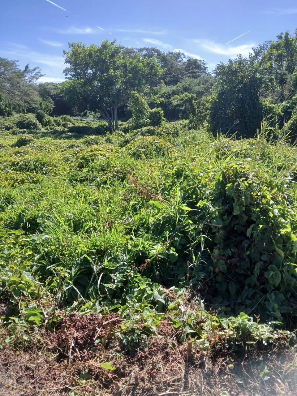 Residential-Development-Lot-for-Sale-in-Hayes-Clarendon-Jamaica Third image of Hayes Savannah, Clarendon in Hayes Savanna, Clarendon, Jamaica - property is For Sale