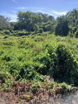 Third image of Hayes Savannah, Clarendon in Hayes Savanna, Clarendon, Jamaica - property is For Sale