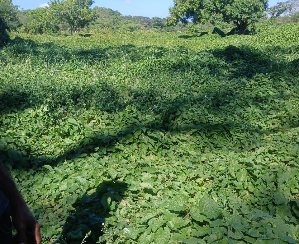 Fifth image of Hayes Savannah, Clarendon in Hayes Savanna, Clarendon, Jamaica - property is For Sale