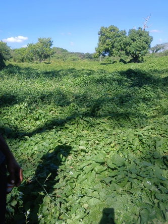 Fifth image of Hayes Savannah, Clarendon in Hayes Savanna, Clarendon, Jamaica - property is For Sale
