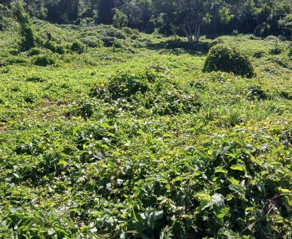 Sixth image of Hayes Savannah, Clarendon in Hayes Savanna, Clarendon, Jamaica - property is For Sale