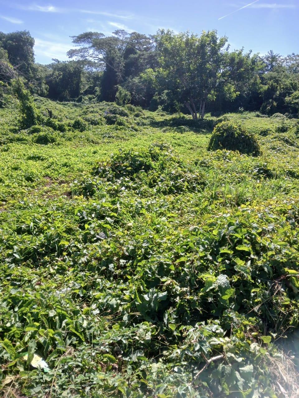 Residential-Development-Lot-for-Sale-in-Hayes-Clarendon-Jamaica Sixth image of Hayes Savannah, Clarendon in Hayes Savanna, Clarendon, Jamaica - property is For Sale