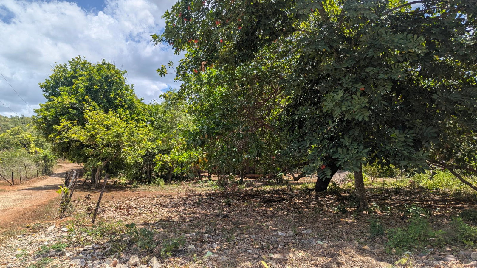 Residential-Lot-for-Sale-in-Belle-Plain-Clarendon-–-Flat-12-Acre-Osborne-Store-Jamaica Second image of Belle Plain in Belle Plain, Clarendon, Jamaica - property is For Sale