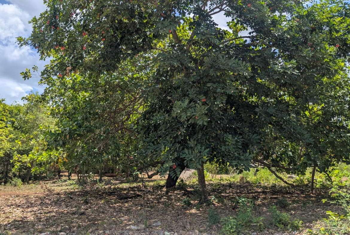 First image of Belle Plain in Belle Plain, Clarendon, Jamaica - property is For Sale