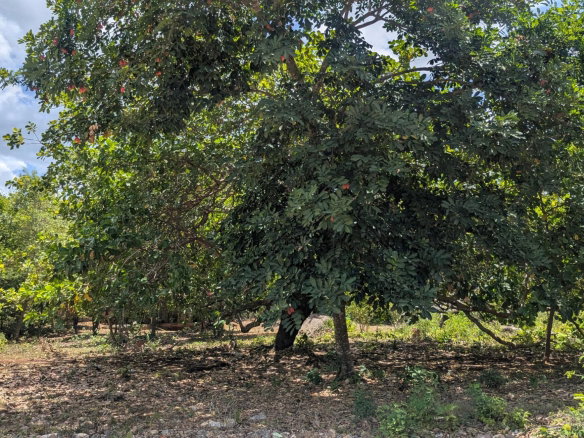 First image of Belle Plain in Belle Plain, Clarendon, Jamaica - property is For Sale