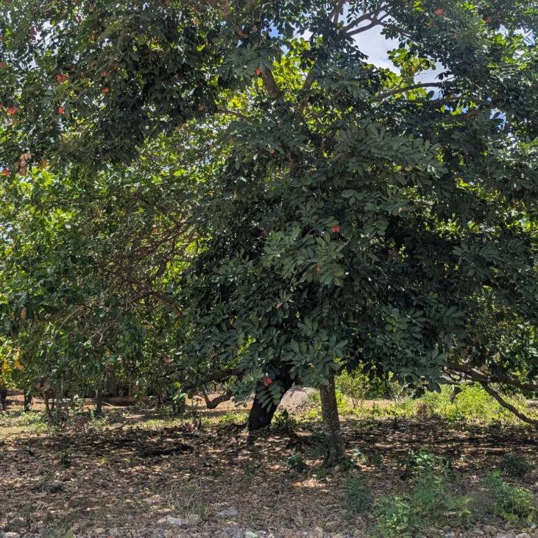 First image of Belle Plain in Belle Plain, Clarendon, Jamaica - property is For Sale