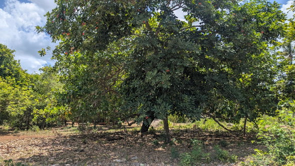 First image of Belle Plain in Belle Plain, Clarendon, Jamaica - property is For Sale